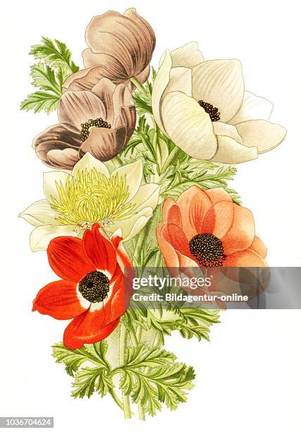 Anemone coronaria, Poppy anemone, Spanish marigold, or windflower. Kronen-Anemone oder Garten-Anemone, digital improved reproduction from a print of...