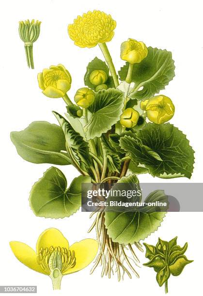 Caltha palustris, Marsh Marigold, kingcup. Sumpfdotterblume, digital improved reproduction from a print of the 19th century