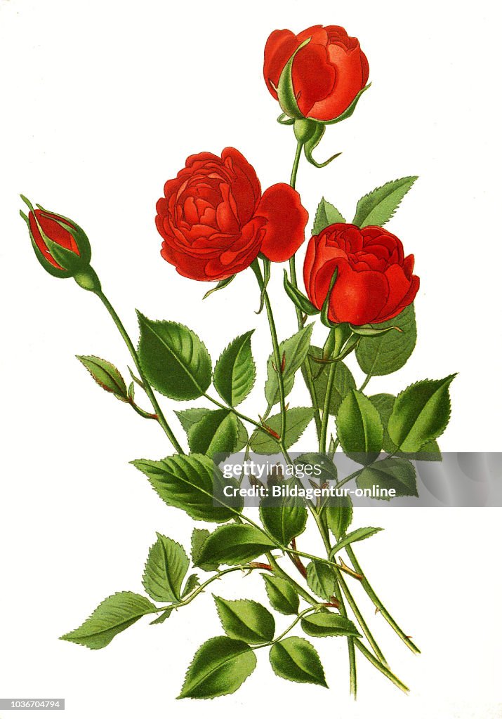 Rosa indica var semperflorens