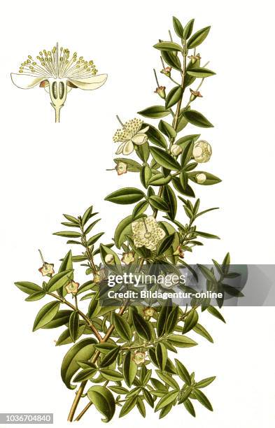 Myrtus cummunis, Myrtle. Brautmyrte und Gemeine Myrte, digital improved reproduction from a print of the 19th century