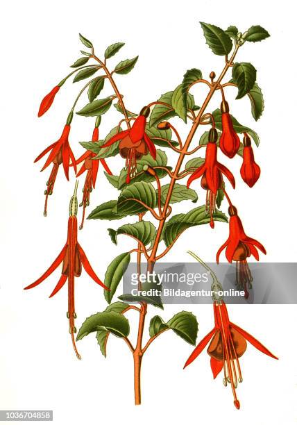 Fuchsia gracilis, globosa, hummingbird fuchsia or hardy fuchsia. Scharlach-Fuchsie, Fuchsie, digital improved reproduction from a print of the 19th...