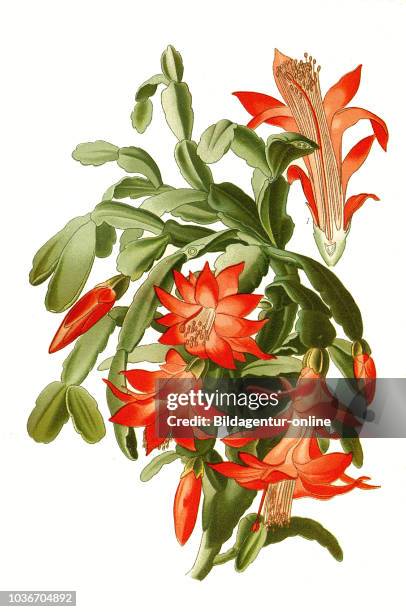 Epiphyllum truncatum, Schlumbergera truncata, false Christmas cactus. Weihnachtskaktus, digital improved reproduction from a print of the 19th century