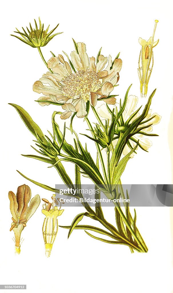 Scabiosa caucasica