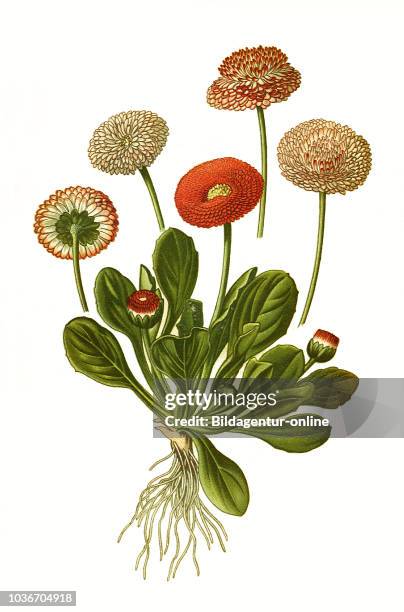 Bellis perennis, News Photo