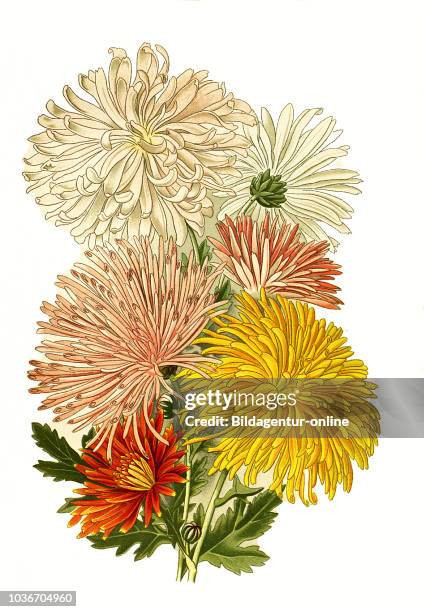 Chrysanthemum sinense var., Chrysanthemum. Garten-Chrysantheme, digital improved reproduction from a print of the 19th century