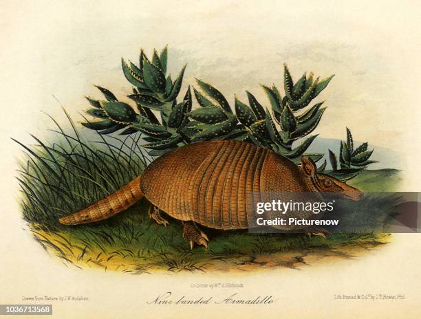 Armodillo Rango 13 Armadillo Skin Stock Photos, High-Res Pictures, and Images - Getty ...