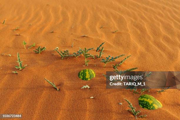 two watermelons buried in the desert, saudi arabia - saudi food stock pictures, royalty-free photos & images