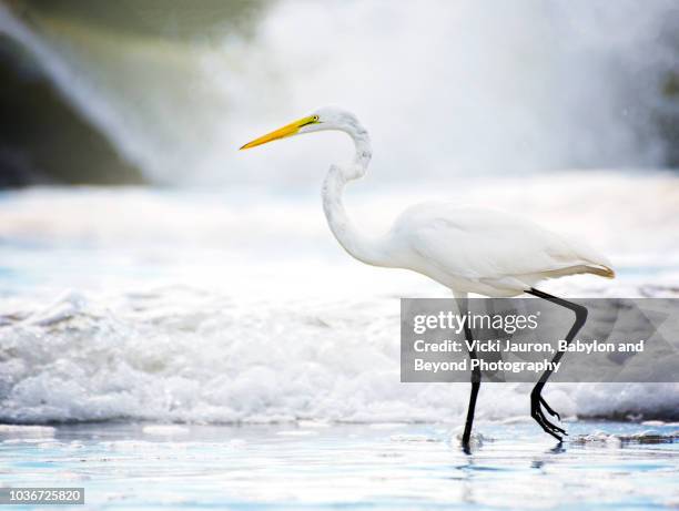 beautiful portrait of great egret against wave in myrtle beach, south carolina - myrtle beach foto e immagini stock