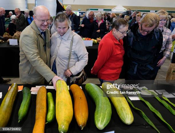 Members of the public view the cucumbers in the giant vegetable competition as they are displayed on the first day of the Harrogate Autumn Flower...