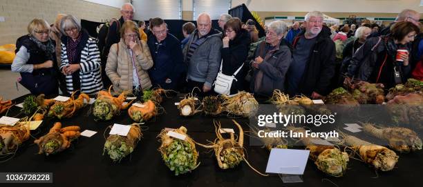 Members of the public view the carrots and parsnips in the giant vegetable competition as they are displayed on the first day of the Harrogate Autumn...