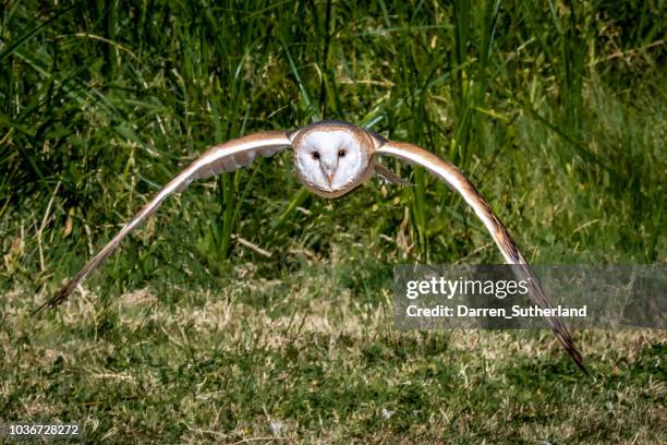barn owl in flight, canada - barn owl fotografías e imágenes de stock