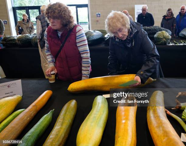 Members of the public view the cucumbers in the giant vegetable competition as they are displayed on the first day of the Harrogate Autumn Flower...