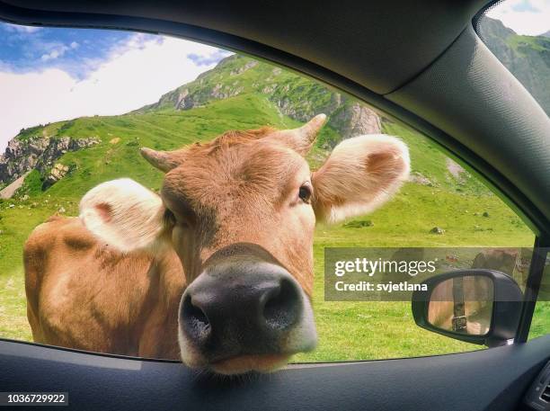 cow sticking its head through a car window, switzerland - car front view foto e immagini stock