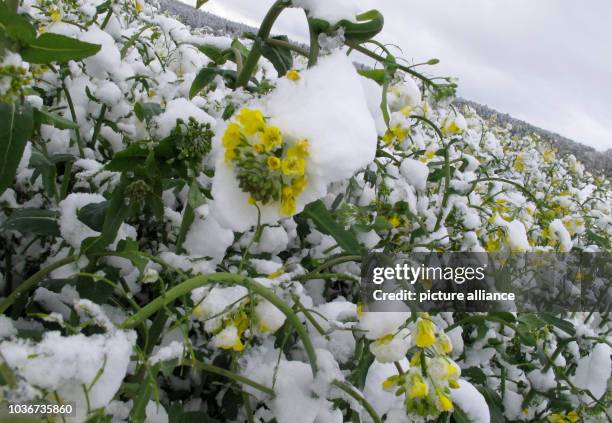 Blossoming rapeseeds are covered with snow in Moerlbach, Hermany, 27 April 2016. Photo: Stephan Jansen/dpa | usage worldwide