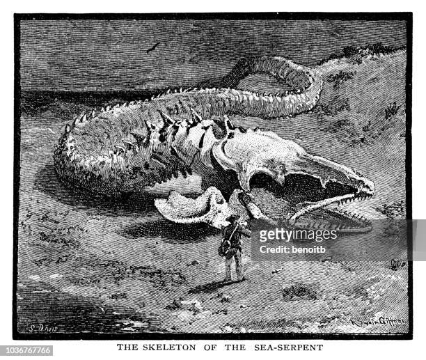 skeleton of the sea serpent monster - sea snake stock illustrations