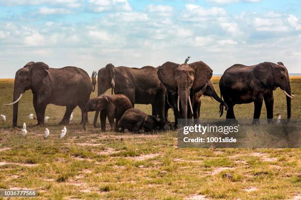 elefanten mit ruhenden kalb - gerade für sie - elephant calf stock-fotos und bilder