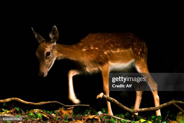 fawn on the monte do brasil in angra do heroismo, terceira island, azores islands, portugal - rehkitz stock-fotos und bilder