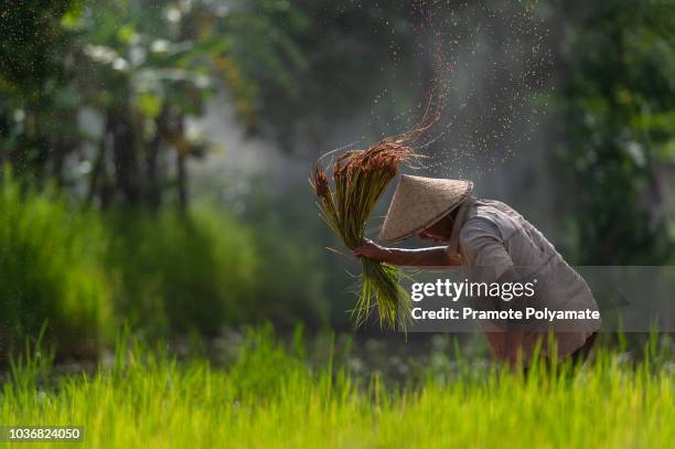 asian farmer transplant rice seedlings in rice field, farmer planting rice in the rainy season. - farmers work at rice farm stock pictures, royalty-free photos & images