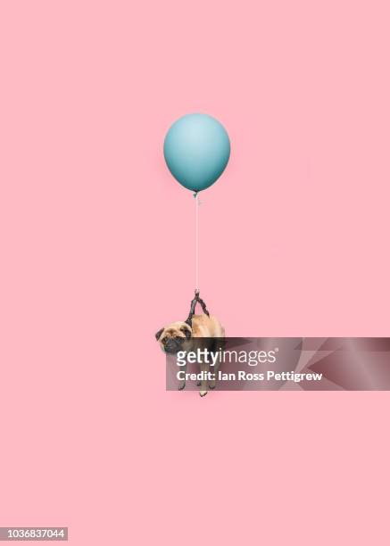 cute pug dog floating with a balloon - soltanto un animale foto e immagini stock