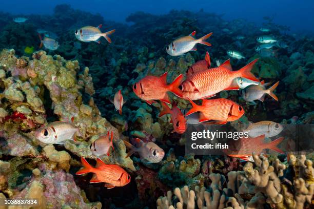 deep reef dominated by two soldierfish species, myripristis kuntee and berndti, big island, hawaii - hawaii seascape stock pictures, royalty-free photos & images