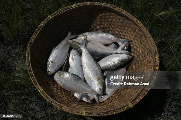 hilsa fish - hilsa fish stock pictures, royalty-free photos & images