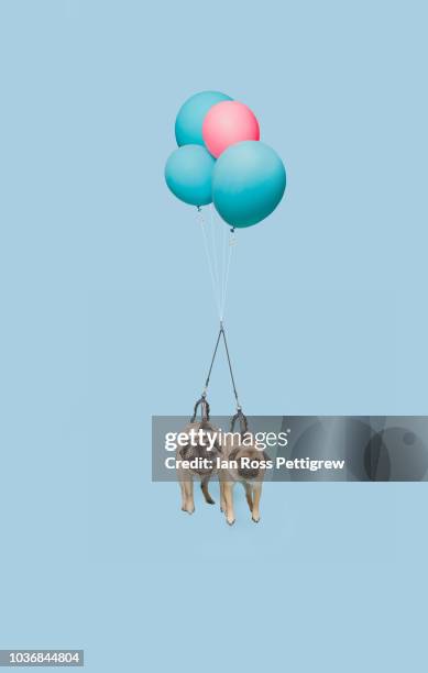 two pug dogs floating with balloons - extreem weer stock pictures, royalty-free photos & images