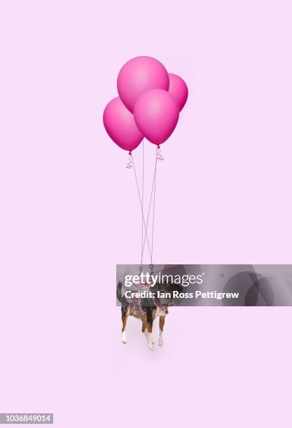 cute dog floating with pink balloons - photoshop photos et images de collection