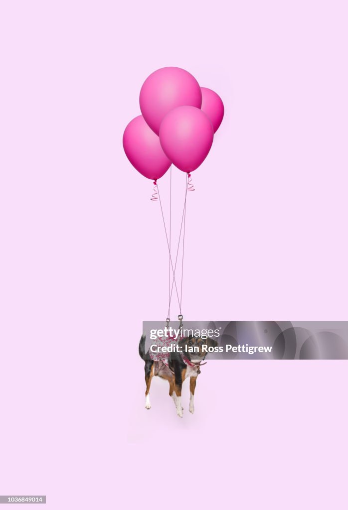 Cute dog floating with pink balloons