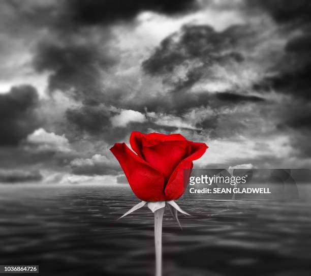 1,059 Red Roses Black Background Photos and Premium High Res Pictures -  Getty Images
