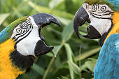 Angry birds. Domestic squabble fight of two Blue-and-gold macaw parrots