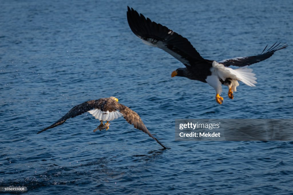 White-Tailed eagle and Steller's Sea eagle hunting above sea in winter, Shiretoko peninsula, Hokkaido, Japan