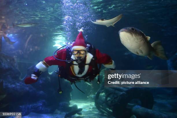 Head aquarist Martin Hansel feeds fish while wearing a Santa Claus costume during the traditional Christmas Feeding at Sea Life in Berlin, Germany, 9...