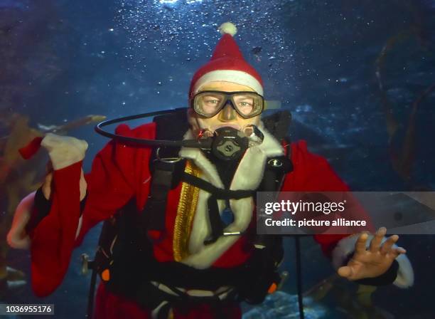 Head aquarist Martin Hansel feeds fish while wearing a Santa Claus costume during the traditional Christmas Feeding at Sea Life in Berlin, Germany, 9...