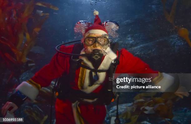 Head aquarist Martin Hansel feeds fish while wearing a Santa Claus costume during the traditional Christmas Feeding at Sea Life in Berlin, Germany, 9...