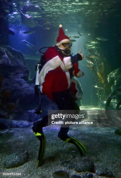 Head aquarist Martin Hansel feeds fish while wearing a Santa Claus costume during the traditional Christmas Feeding at Sea Life in Berlin, Germany, 9...