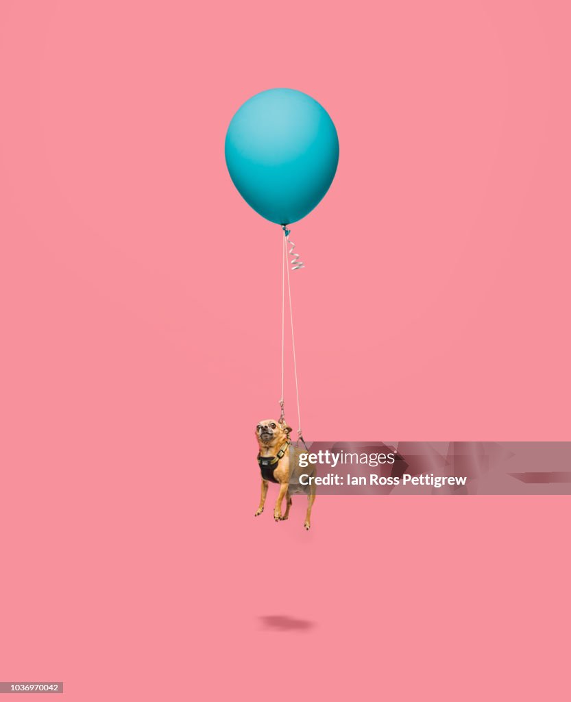 Chihuahua floating tied to a balloon