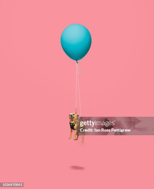 chihuahua floating tied to a balloon - cartoon dog stock pictures, royalty-free photos & images