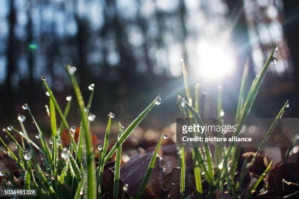 Dew drops glimmer on blades of grass in the morning sun in Herdecke, Germany, 27 February 2014. Photo: Bernd Thissen | usage worldwide