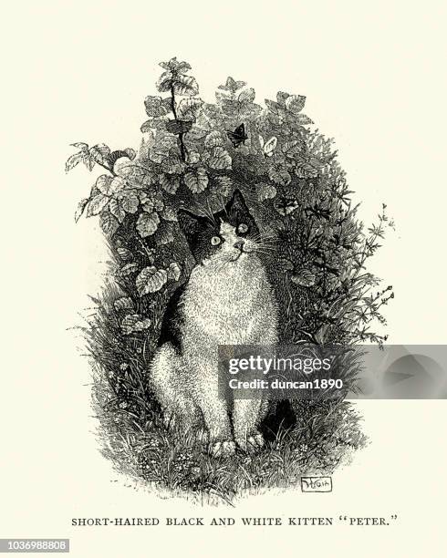 short-haired black and white kitten - black and white cat stock illustrations