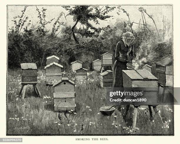 beekeeping, female beekeeper smoking bee hives, 19th century - beehive stock illustrations