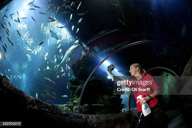 Kim O'Connor, an aquarist at the Sea Life London Aquarium, cleans the glass in a tunnel through the tropical display on August 26, 2010 in London,...