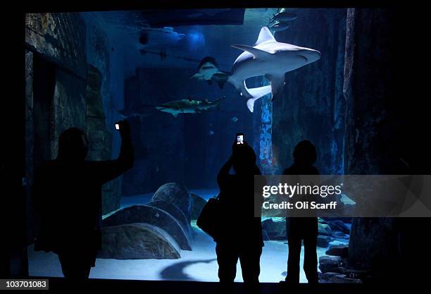 Members of the public view the shark display at the Sea Life London Aquarium on August 26, 2010 in London, England. The London Aquarium is home to...