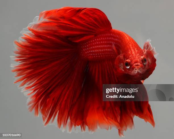 Siamese Fighting Fish also known as Betta splendens, mostly imported to United States from Indonesia, Vietnam, Thailand and Singapore, is seen in an...