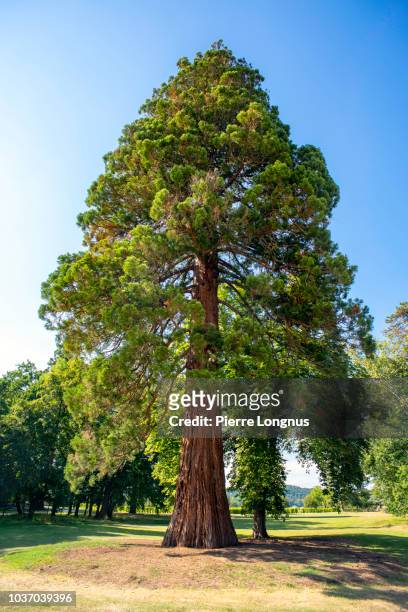 giant sequoia also known as giant redwood (sequoiadendron giganteum) - secoya fotografías e imágenes de stock