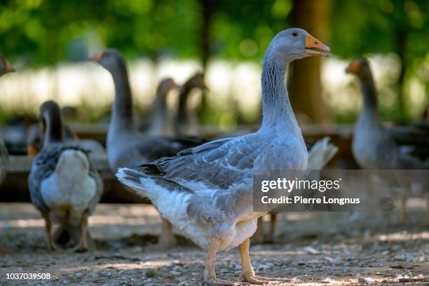 portrait of perigord goose bred for the production of foie gras roaming around a farm in dordogne, france - périgord photos et images de collection