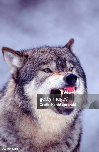 gray wolf snarling - wolfs stock pictures, royalty-free photos & images