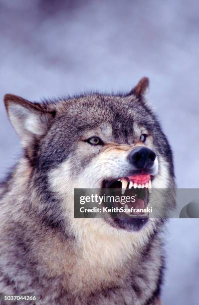 gray wolf snarling - rosnar imagens e fotografias de stock