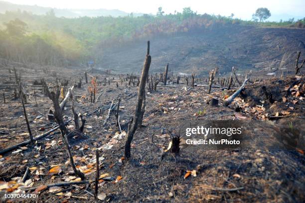 Kalimantan Barat, Indonesia, on September 21, 2018: Burnt tree trunks due to land burning occurred in West Kalimantan, on September 19, 2018. West...