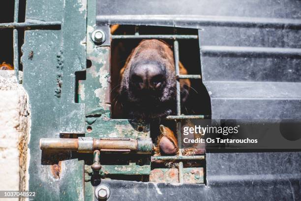 dog in a shelter sticking his snout through a hole in the door - dog pound fotografías e imágenes de stock