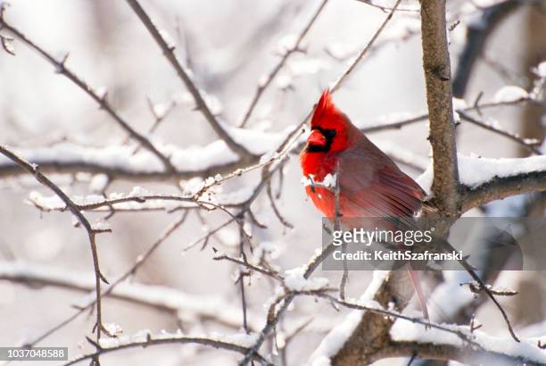 male cardinal in snow - cardinal bird stock pictures, royalty-free photos & images